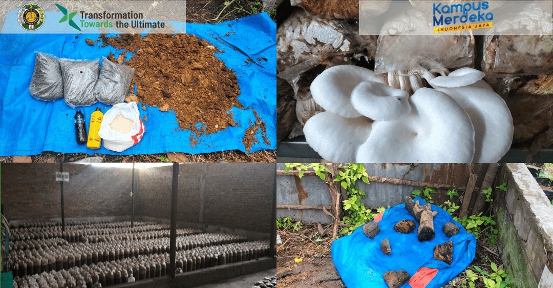 Pemanfaatan Limbah Organik Baglog dalam Budidaya Jamur Tiram