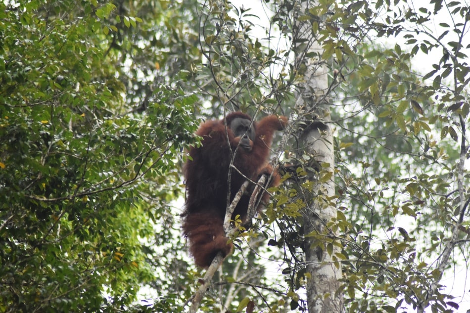 Dosen USU Teliti Ancaman Kepunahan Orangutan Tapanuli